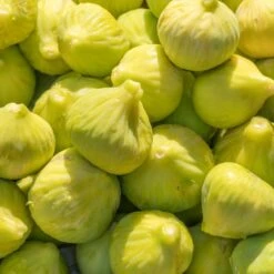 Yellow Fig Tree -Nature Garden Store Yellow Fig 1