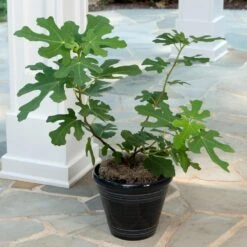 Yellow Fig Tree -Nature Garden Store Yellow Fig 4