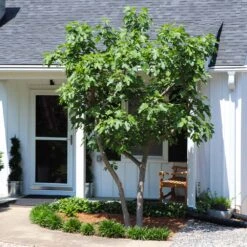 Yellow Fig Tree -Nature Garden Store Yellow Fig 5