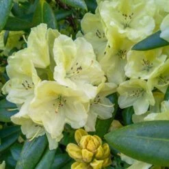 Yellow Rhododendron -Nature Garden Store Yellow Rhododendron 2 FGT