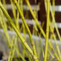 Yellow Twig Dogwood Shrub 14 Yellow Twig Dogwood Shrub -Nature Garden Store Yellow Twig Dogwood 4 FGT