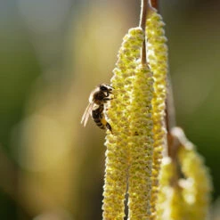 York Filbert Hazelnut 13 York Filbert Hazelnut -Nature Garden Store York Hazelnut 2