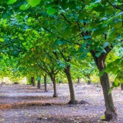 York Filbert Hazelnut 11 York Filbert Hazelnut -Nature Garden Store York Hazelnut 4