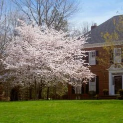 Yoshino Cherry Tree -Nature Garden Store Yoshino Cherry 8 FGT