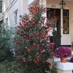 Yuletide Camellia 9 Yuletide Camellia -Nature Garden Store Yuletide Camellia 4 BB
