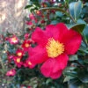 Yuletide Camellia 2 Yuletide Camellia -Nature Garden Store Yuletide Camellia FGT 600x600 d8764a37 d843 46db 86b7 92ef75364cf1