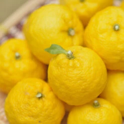 Yuzu Tree -Nature Garden Store Yuzu Citrus 1 FGT