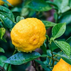 Yuzu Tree -Nature Garden Store Yuzu Citrus 6