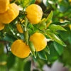 Yuzu Tree -Nature Garden Store Yuzu Citrus FGT 600x600 f4fe55aa 8325 4d58 8b4b 8490fdfe6633