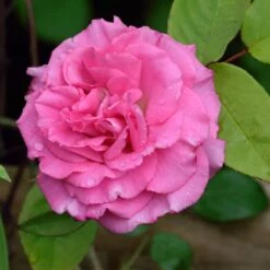 Zephirine Drouhin Climbing Rose 7 Zephirine Drouhin Climbing Rose -Nature Garden Store Zephirine Drouhin Rose 1 FGT