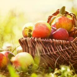 Zestar Apple Tree 8 Zestar Apple Tree -Nature Garden Store Zestar Apple 2