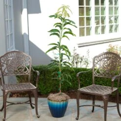 Condo Mango Tree -Nature Garden Store condo mango 1