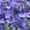 Let's Dance® Blue Jangles Hydrangea Shrub 2 Let's Dance® Blue Jangles Hydrangea Shrub -Nature Garden Store hydrangea lets dance blue jangles FGT 600x600 25bcb94d 9c22 4f28 98ac dd802bf22f52