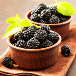 Kiowa Blackberry Bush 9 Kiowa Blackberry Bush -Nature Garden Store kiowa blackberry 3