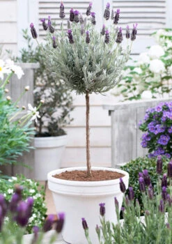 Lavender Standard Topiary Tree -Nature Garden Store lavender topiary 600