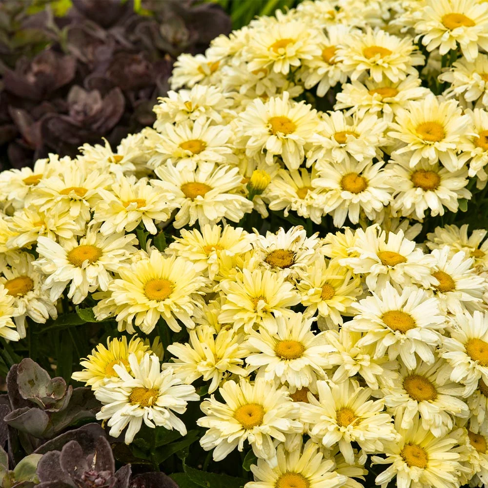 Amazing Daisies® ‘Banana Cream II’ Shasta Daisy 4 Amazing Daisies® ‘Banana Cream II’ Shasta Daisy - Image 2