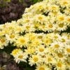 Amazing Daisies® ‘Banana Cream II’ Shasta Daisy -Nature Garden Store leucanthemum amazing daisies banana cream 600x600 531c4232 61e9 4bcb 9c95 8a26da3c59e2