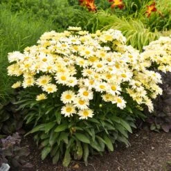 Amazing Daisies® ‘Banana Cream II’ Shasta Daisy 9 Amazing Daisies® ‘Banana Cream II’ Shasta Daisy -Nature Garden Store leucanthemum amazing daisies banana cream ii gal