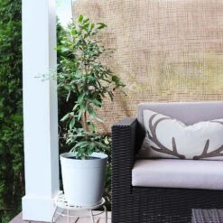 Miracle Berry Plant 10 Miracle Berry Plant -Nature Garden Store mIRACLE bERRY 4 FGT