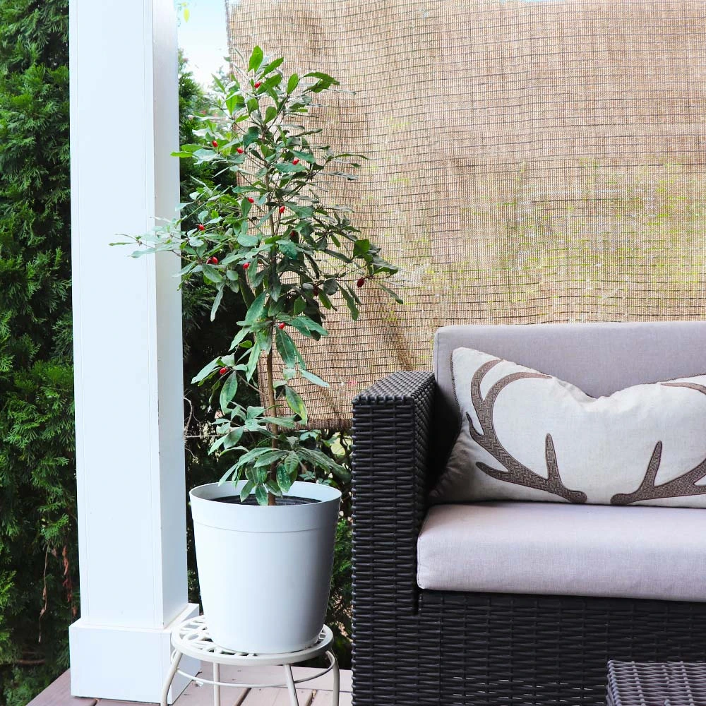 Miracle Berry Plant 6 Miracle Berry Plant - Image 4