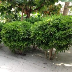 Miracle Berry Plant 11 Miracle Berry Plant -Nature Garden Store mIRACLE bERRY 6