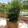 Miracle Berry Plant -Nature Garden Store mIRACLE bERRY FGT