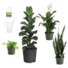 New Apartment House Plant Kit -Nature Garden Store new apartment 600x600 69fe138b a539 4040 9046 311493f7657f