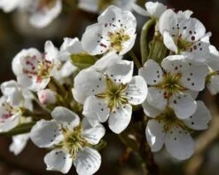 Olympic Giant Asian Pear Tree -Nature Garden Store olympic pear 450 1