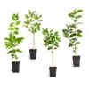 Citrus Tree Variety Kit -Nature Garden Store pkg 1 Mey Persian Lime Calomon Navel 1 2 1QT 600x600 508a9d8f 9614 4768 bd25 466123650312