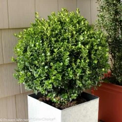 Sprinter® Boxwood Shrub 9 Sprinter® Boxwood Shrub -Nature Garden Store sprinter boxwood 2 FGT