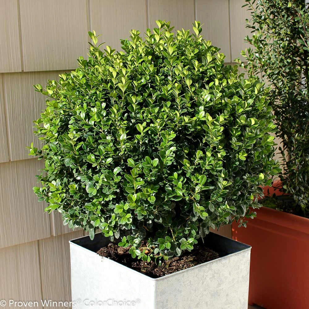 Sprinter® Boxwood Shrub 5 Sprinter® Boxwood Shrub - Image 3