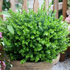 Sprinter® Boxwood Shrub 10 Sprinter® Boxwood Shrub -Nature Garden Store sprinter boxwood 3