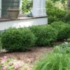 Sprinter® Boxwood Shrub -Nature Garden Store sprinter boxwood FGT 600x600 1d3de2dc 2862 48c3 9040 bfbaae1bb5e5