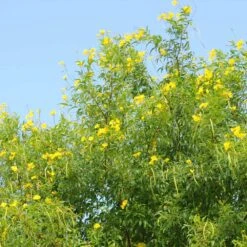 Sundance Tecoma 9 Sundance Tecoma -Nature Garden Store tECOMA sTANS sUNDANCE 1
