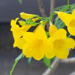 Sundance Tecoma 8 Sundance Tecoma -Nature Garden Store tECOMA sTANS sUNDANCE 3