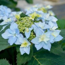 Tuff Stuff Ah-Ha® Hydrangea Shrub -Nature Garden Store tuff stuff ah ha hydrangea 3