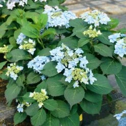 Tuff Stuff Ah-Ha® Hydrangea Shrub -Nature Garden Store tuff stuff ah ha hydrangea 4