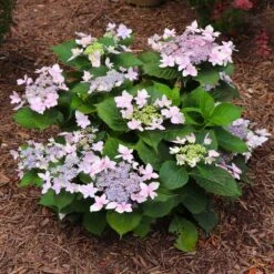 Tuff Stuff Ah-Ha® Hydrangea Shrub -Nature Garden Store tuff stuff ah ha hydrangea 7 FGT