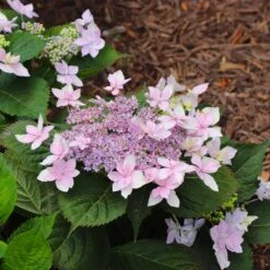 Tuff Stuff Ah-Ha® Hydrangea Shrub -Nature Garden Store tuff stuff ah ha hydrangea 8