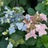 Tuff Stuff Ah-Ha® Hydrangea Shrub 1 Tuff Stuff Ah-Ha® Hydrangea Shrub -Nature Garden Store tuff stuff ah ha hydrangea FGT 600x600 390b118f f30b 4b65 9713 c5642e03702f