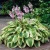 Wide Brim Hosta -Nature Garden Store wide brim hosta 600x600 82c20dde 9a78 443b 8c87 1eab0aa78f7c