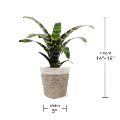 Zebra Plant In Decorative Pot -Nature Garden Store zebra jute 1