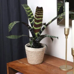 Zebra Plant In Decorative Pot -Nature Garden Store zebra jute 4